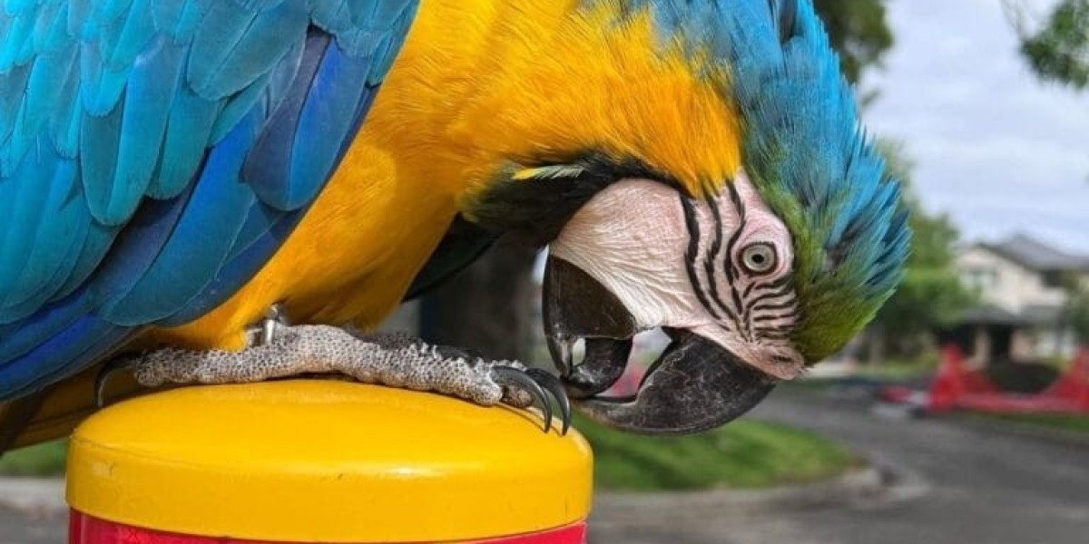 Macaw for Sale: A Guide to Adopting and Caring for These Vibrant Birds